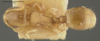 Media type: image;   Entomology 8677 Aspect: habitus dorsal view